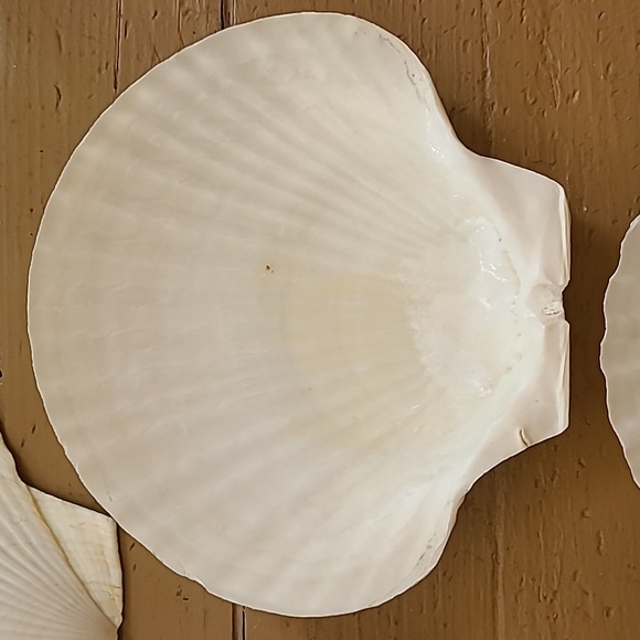 Large Scalloped Clam Shells Made in Japan - Picture 13 of 16
